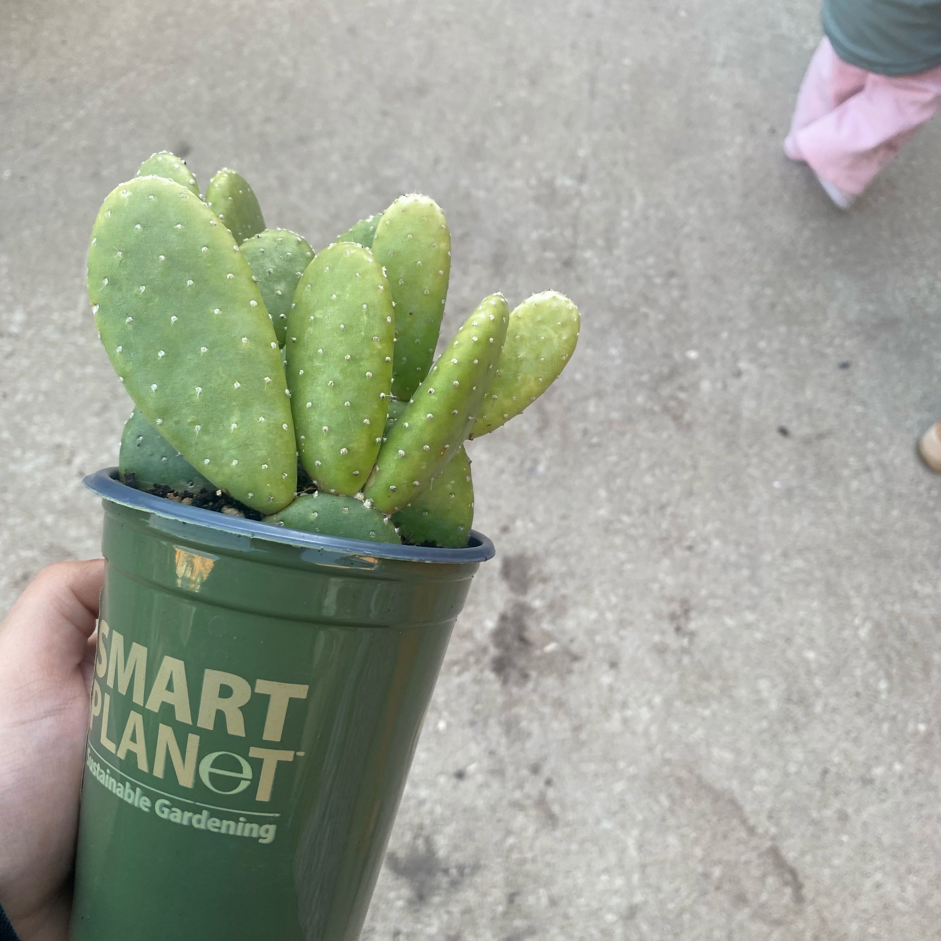 Photo of the plant species Mona Lisa by @RadGrass42 named mona on Greg, the plant care app