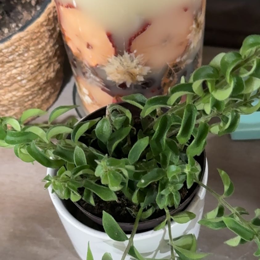 Photo of the plant species Twisted Lipstick Plant by @PalpableMorombe named Gomez on Greg, the plant care app