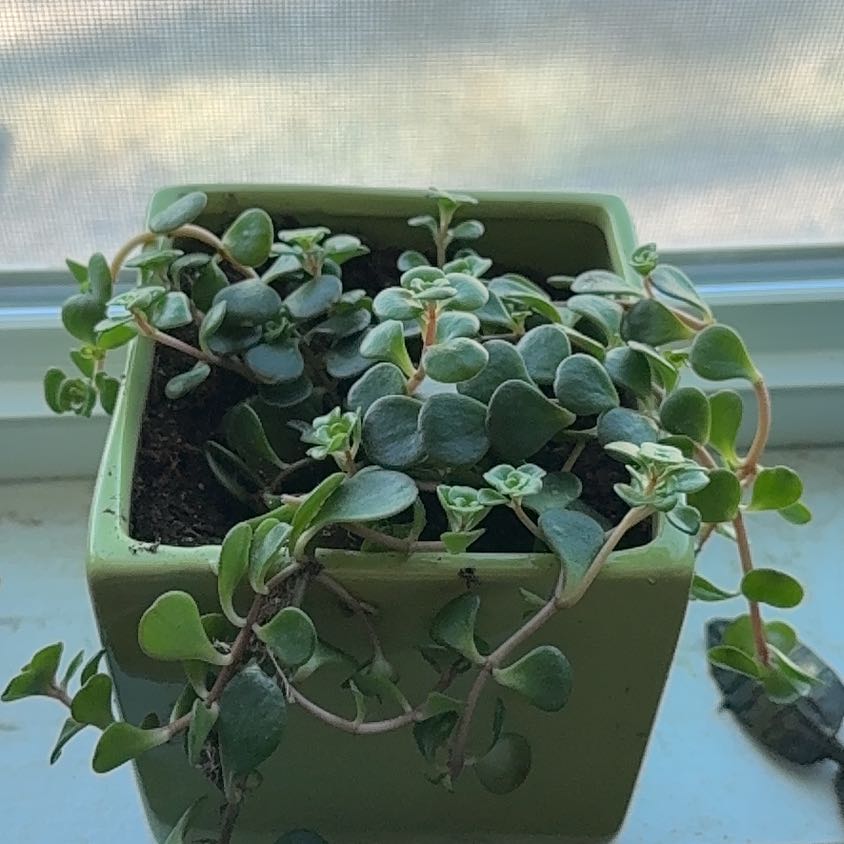 Photo of the plant species Chinese Sedum by @GodlyGuayule70 named Coral on Greg, the plant care app