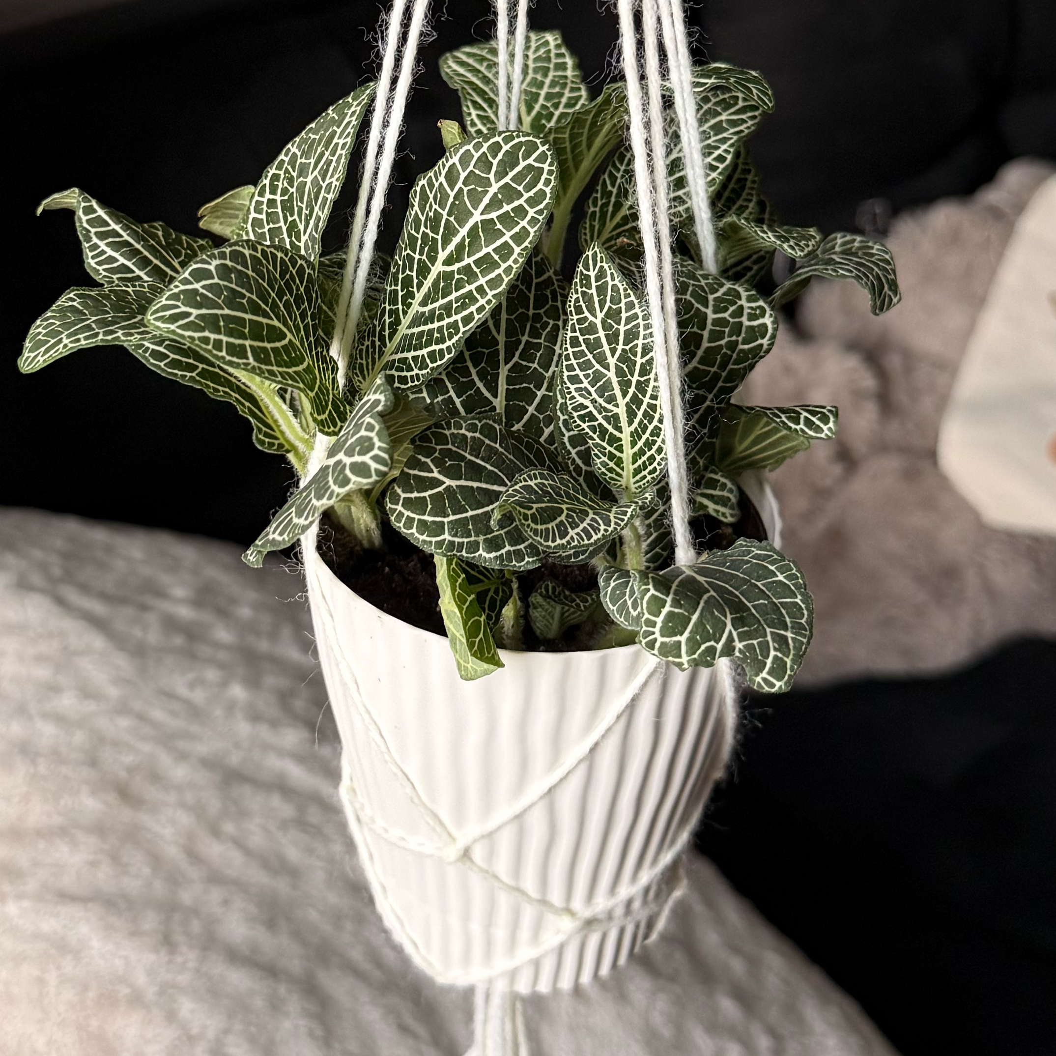 Photo of the plant species Superba Fittonia by @GodlyGuayule70 named Eva on Greg, the plant care app