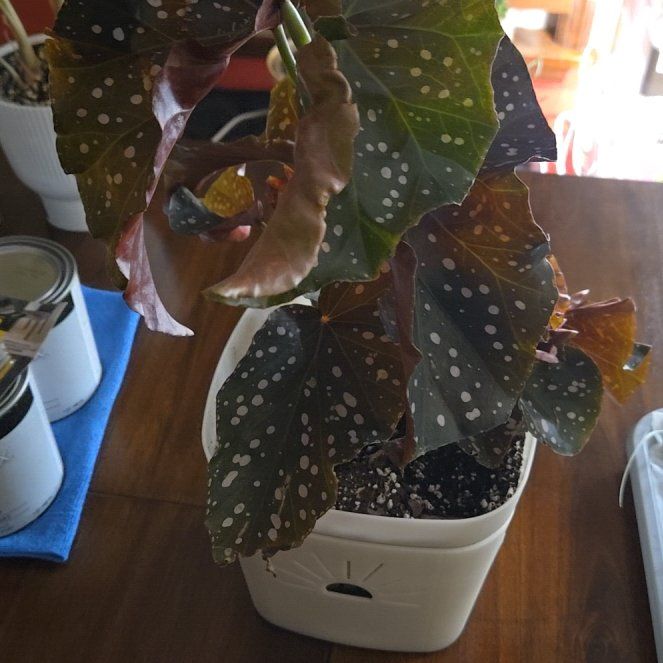 Photo of the plant species Begonia Cracklin Rosie by @RulerAsterium93 named Gobi on Greg, the plant care app