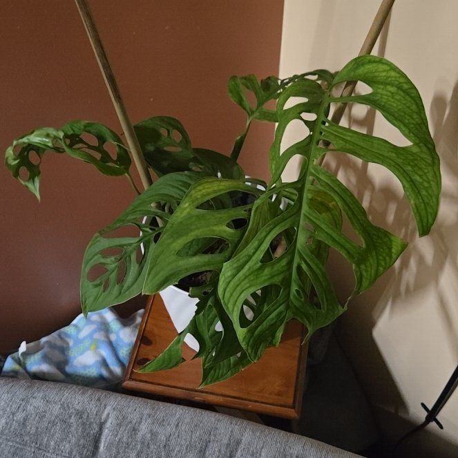 Photo of the plant species Monstera esqueleto by @RulerAsterium93 named Xena on Greg, the plant care app