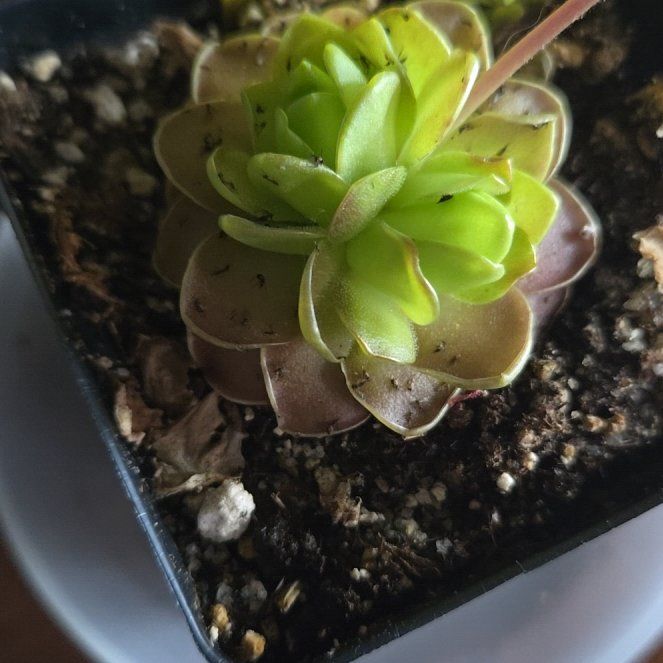 Photo of the plant species Pinguicula 'Weser' by @RulerAsterium93 named Navajo on Greg, the plant care app