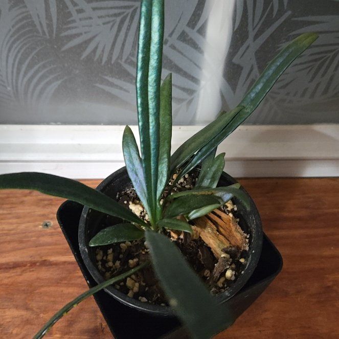 Photo of the plant species Blue Oil Fern by @RulerAsterium93 named Gomez on Greg, the plant care app