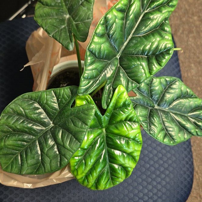 Photo of the plant species Alocasia Rumplestiltskin by @RulerAsterium93 named Dolores on Greg, the plant care app