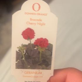 Photo of the plant species Garden Geranium 'Brocade Cherry Night' by @GuruAntplant46 named Dolores on Greg, the plant care app