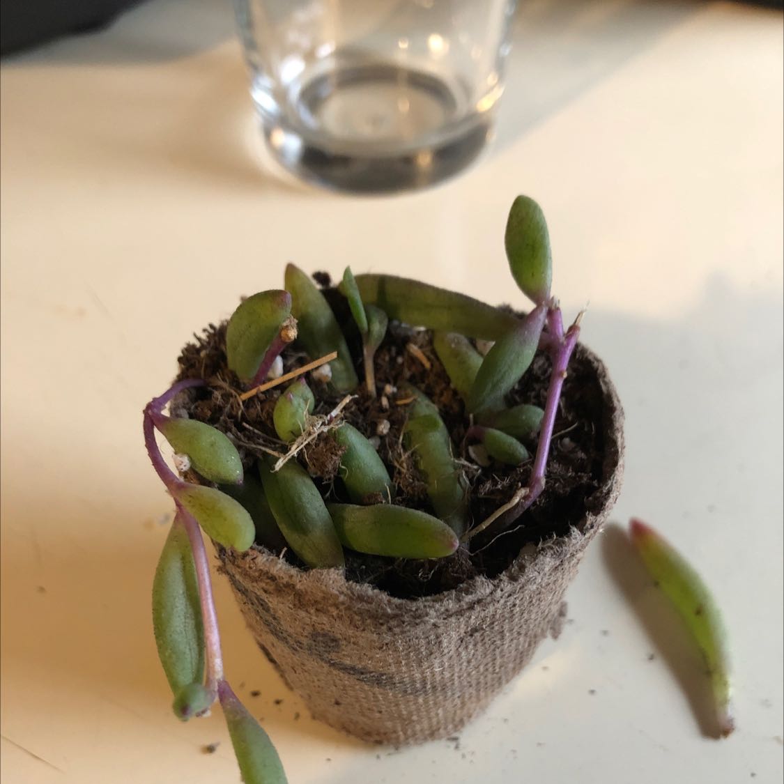 Potted ruby necklace plant with green leaves and purple stems in a biodegradable pot.