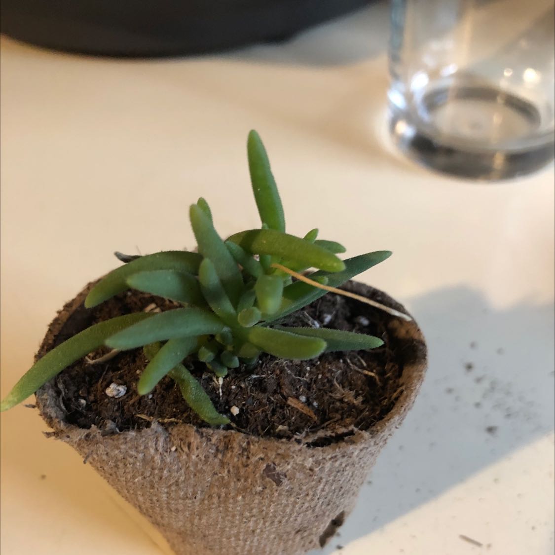 A small Iceplant in a biodegradable pot with visible soil.