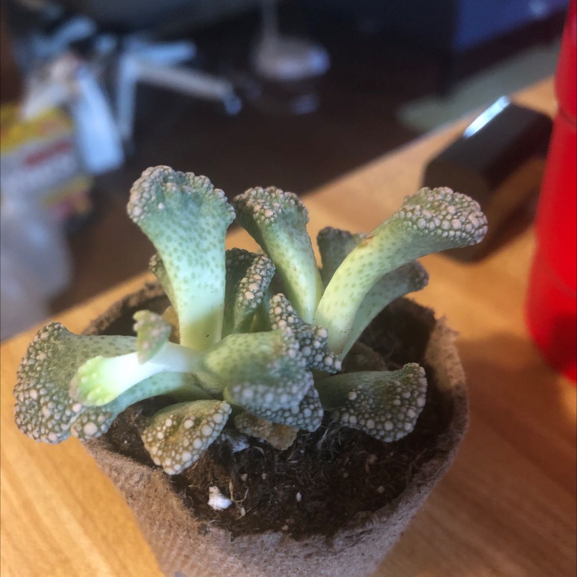 Concrete Leaf Living Stone plant in a small pot, healthy and well-framed.