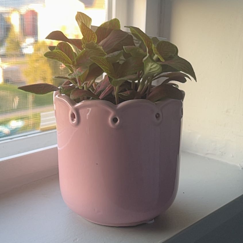 Photo of the plant species Nerve Plant by @VipAgavenova49 named Stella on Greg, the plant care app