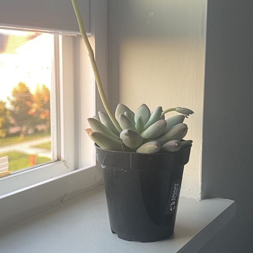 Photo of the plant species Pachyphytum 'Moonsilver' by @VipAgavenova49 named Sahara on Greg, the plant care app