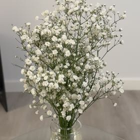 Photo of the plant species Baby's Breath by @SmartRedfir96 named Harper on Greg, the plant care app