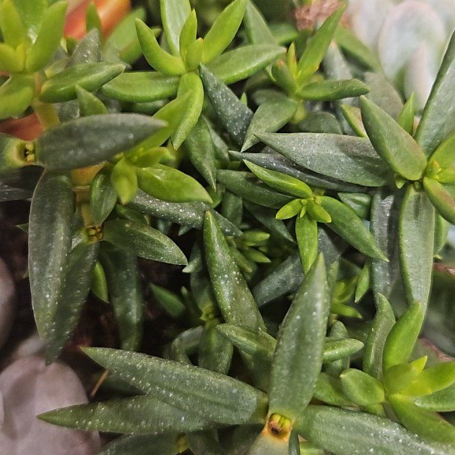 Photo of the plant species Blue Fieldmadder by @AceMiro15 named Ulysses S Plant on Greg, the plant care app