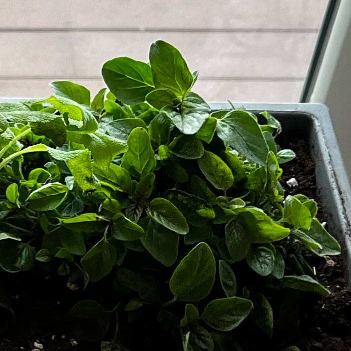 Photo of the plant species Italian oregano by @CalmingMiro84 named Adriana on Greg, the plant care app