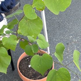 Photo of the plant species Eastern Redbud by @ChampagnesOasis named Figyonce on Greg, the plant care app