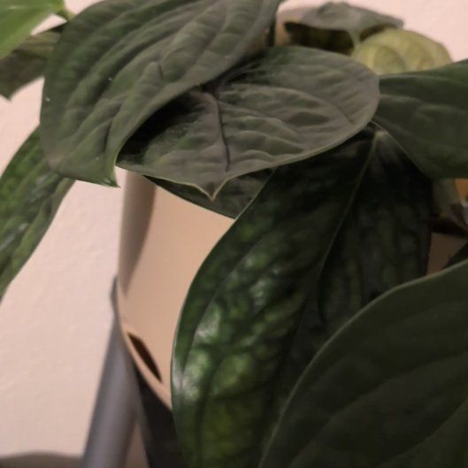 Photo of the plant species Bleeding Heart Vine by @SmartGloriosa80 named Scarlett on Greg, the plant care app