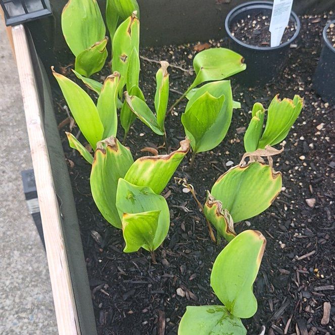 Photo of the plant species Lily-of-the-Valley by @HumblePomelo19 named Mando on Greg, the plant care app