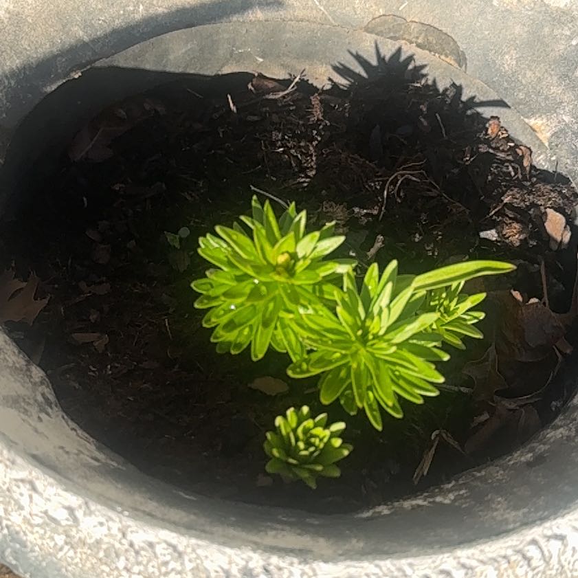 Photo of the plant species Daisy by @DeanViolet97 named Wall-E on Greg, the plant care app