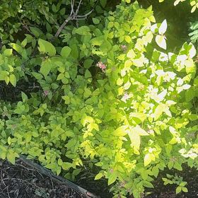 Photo of the plant species Japanese Meadowsweet by @DeanViolet97 named Stella on Greg, the plant care app