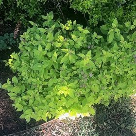 Photo of the plant species Japanese Meadowsweet by @DeanViolet97 named Gobi on Greg, the plant care app
