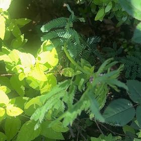 Photo of the plant species Showy Partridgepea by @DeanViolet97 named Kendall on Greg, the plant care app