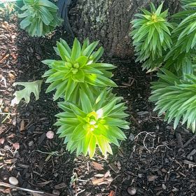Photo of the plant species Humboldt's Lily by @DeanViolet97 named ChloroPhil on Greg, the plant care app