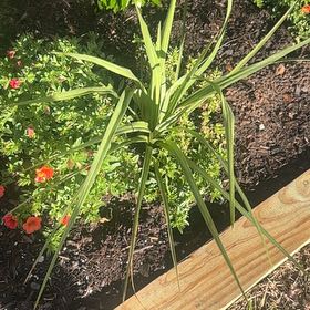 Photo of the plant species Screw Pine by @DeanViolet97 named Madonna on Greg, the plant care app