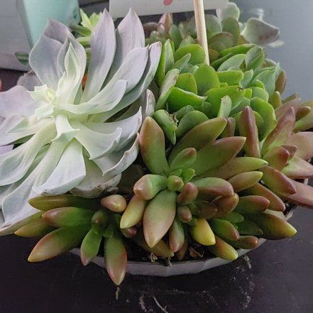 Photo of the plant species Succulents by @MamaBear007 named Puddin on Greg, the plant care app
