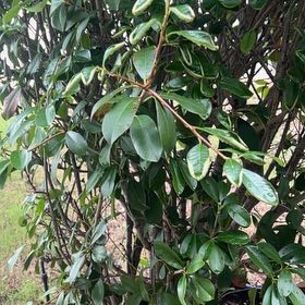 Photo of the plant species Southern Magnolia by @YesTupeia60 named Kendall on Greg, the plant care app