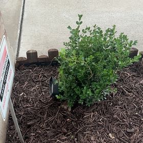 Photo of the plant species Japanese Boxwood by @YesTupeia60 named Denali on Greg, the plant care app