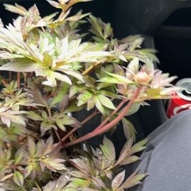 Photo of the plant species Peony 'Scarlet Heaven' by @PetiteRimu76 named Dolores on Greg, the plant care app
