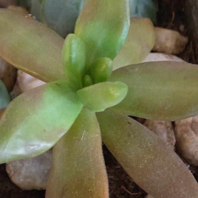 Photo of the plant species San Gabriel River Dudleya by @ShinyPansy63 named Einstein on Greg, the plant care app