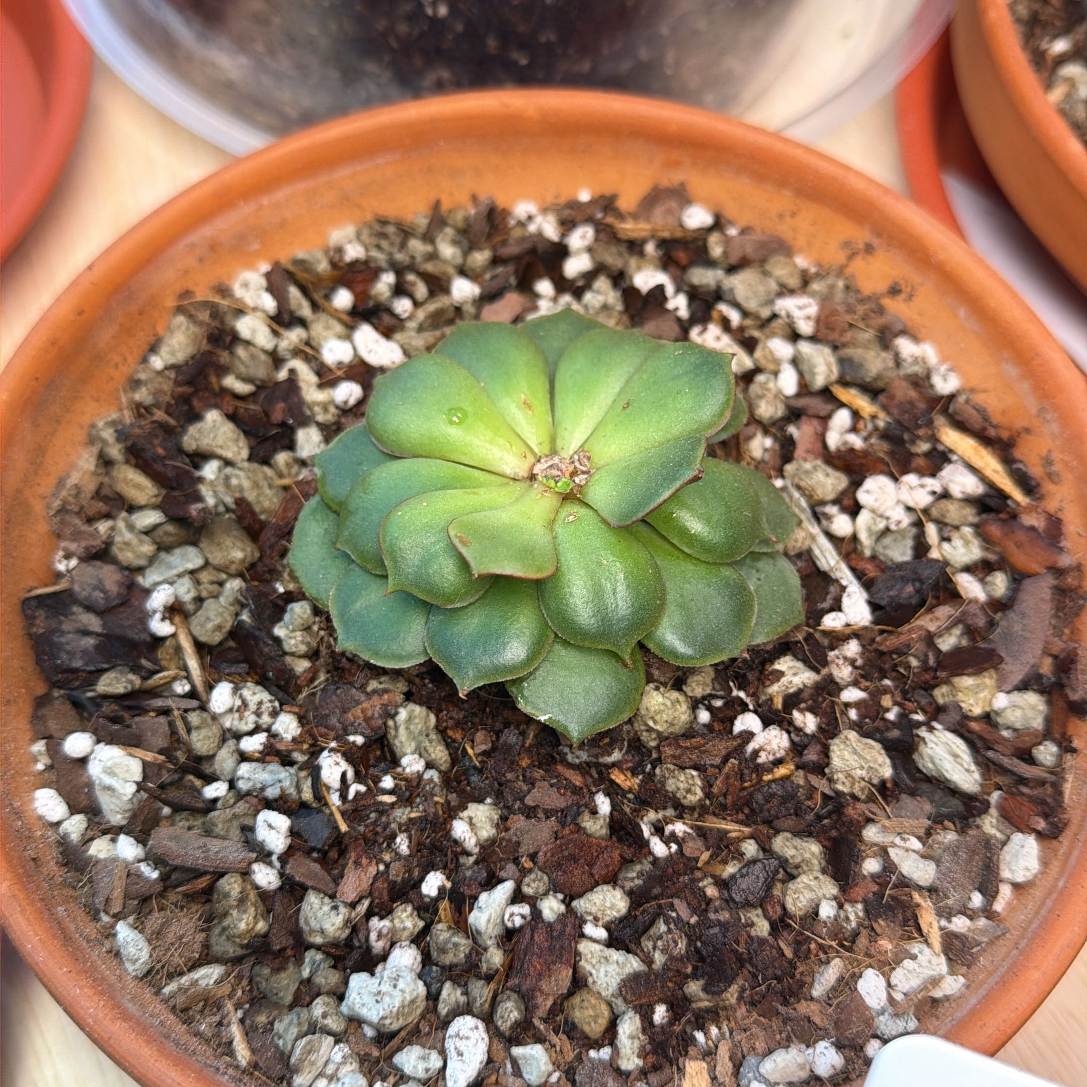 Photo of the plant species Echeveria Ramillette by @WinRedalder92 named Ramsey on Greg, the plant care app