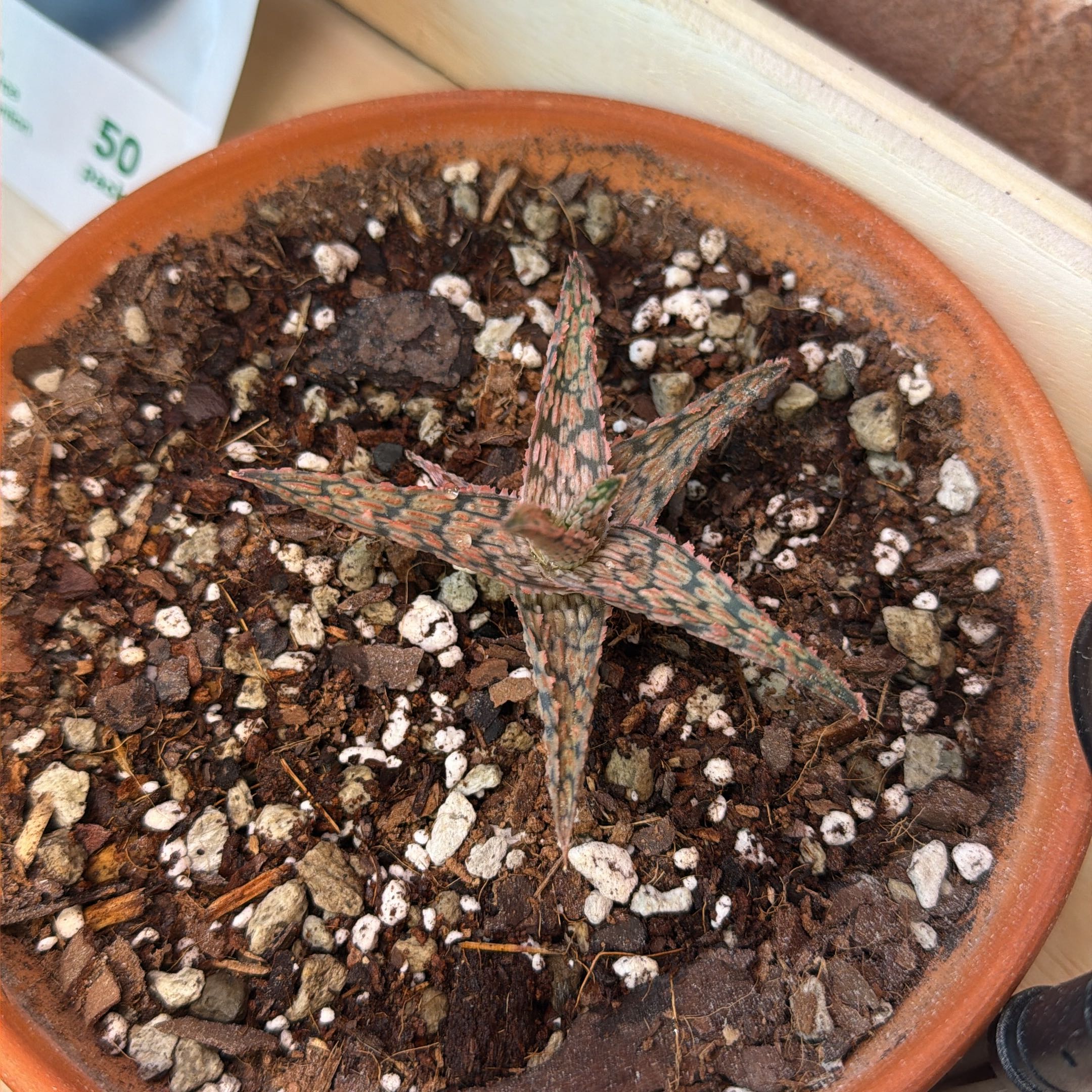 Photo of the plant species Pink Blush Aloe by @WinRedalder92 named Alfred on Greg, the plant care app