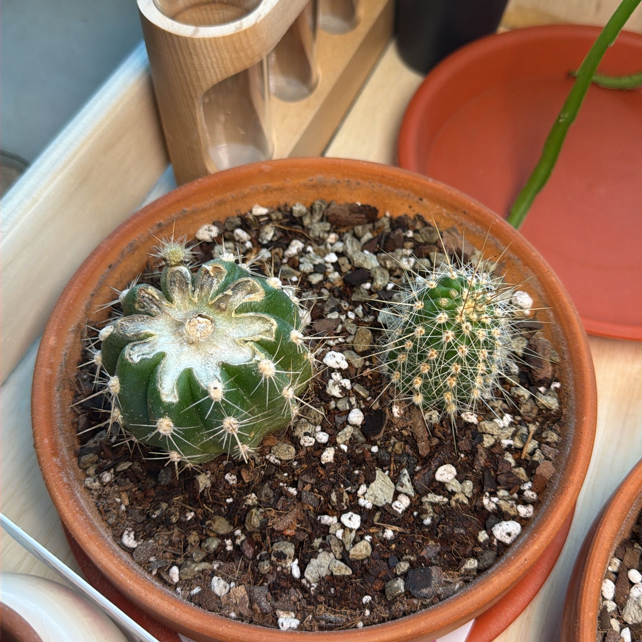 Photo of the plant species Golden Easter Lily Cactus by @WinRedalder92 named Carl and Richard on Greg, the plant care app
