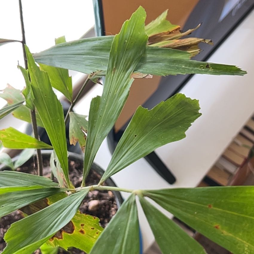 Photo of the plant species Fishtail Palm by @YesApplemoss10 named Bigleef Smalls on Greg, the plant care app
