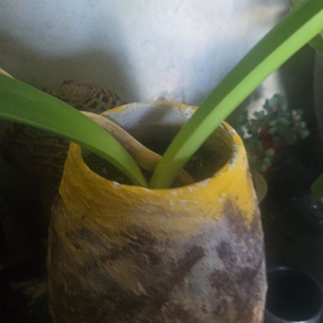 Photo of the plant species Amaryllis by @FoxyFlax30 named Sahara on Greg, the plant care app