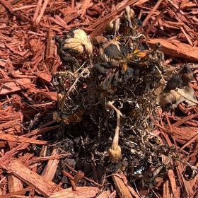Photo of the plant species Indian Pipe by @HardyBlueash93 named Marilyn on Greg, the plant care app
