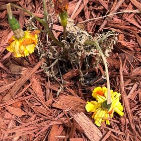 Photo of the plant species Coltsfoot by @HardyBlueash93 named Messi on Greg, the plant care app