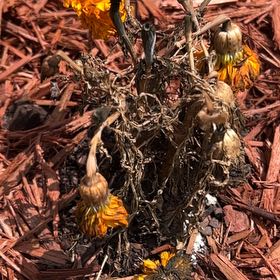 Photo of the plant species Coltsfoot by @HardyBlueash93 named Lola on Greg, the plant care app