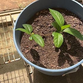 Photo of the plant species Cherry Laurel by @RestfulPepper52 named Khaleesi on Greg, the plant care app