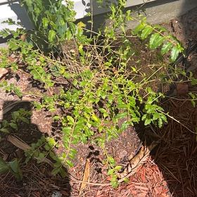 Photo of the plant species Mexican-Heather by @RestfulPepper52 named Michelle Branch on Greg, the plant care app