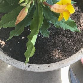 Photo of the plant species Golden Trumpet by @RestfulPepper52 named Sahara on Greg, the plant care app