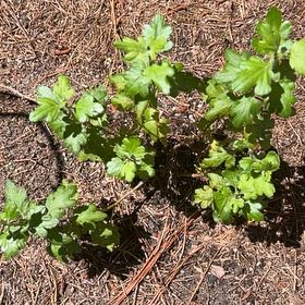 Photo of the plant species Mugwort by @RestfulPepper52 named Scarlett on Greg, the plant care app