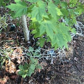 Photo of the plant species Vine Maple by @RestfulPepper52 named Terra on Greg, the plant care app