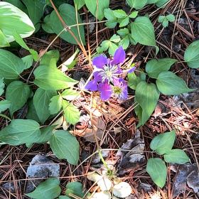 Photo of the plant species Colorado Blue Columbine by @RestfulPepper52 named Nithin on Greg, the plant care app