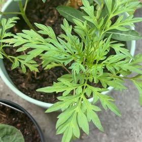 Photo of the plant species Sulphur Cosmos by @RestfulPepper52 named Willow on Greg, the plant care app