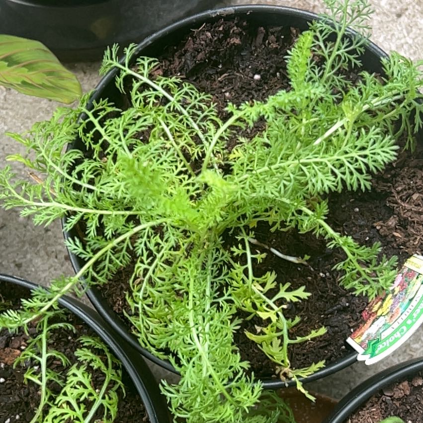 Photo of the plant species Milfoil by @RestfulPepper52 named Surya on Greg, the plant care app