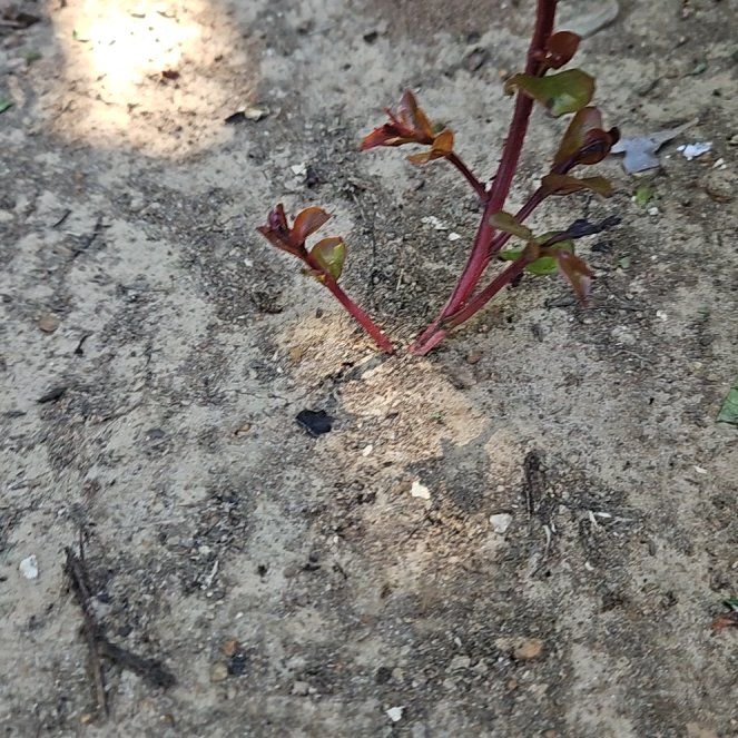 Photo of the plant species Neckweed by @ChicPotato69 named Harry on Greg, the plant care app