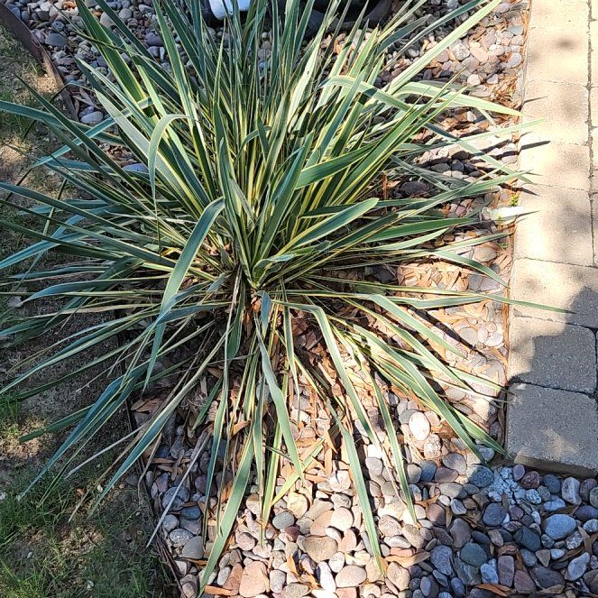 Photo of the plant species Adam's Needle by @ChicPotato69 named Maya on Greg, the plant care app
